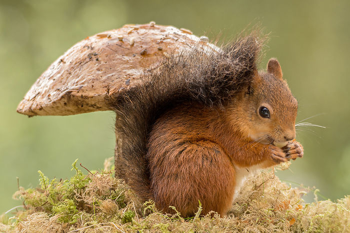 squirrel and mushroom
