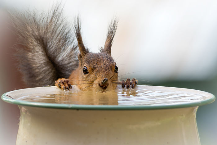 squirrel drinking water