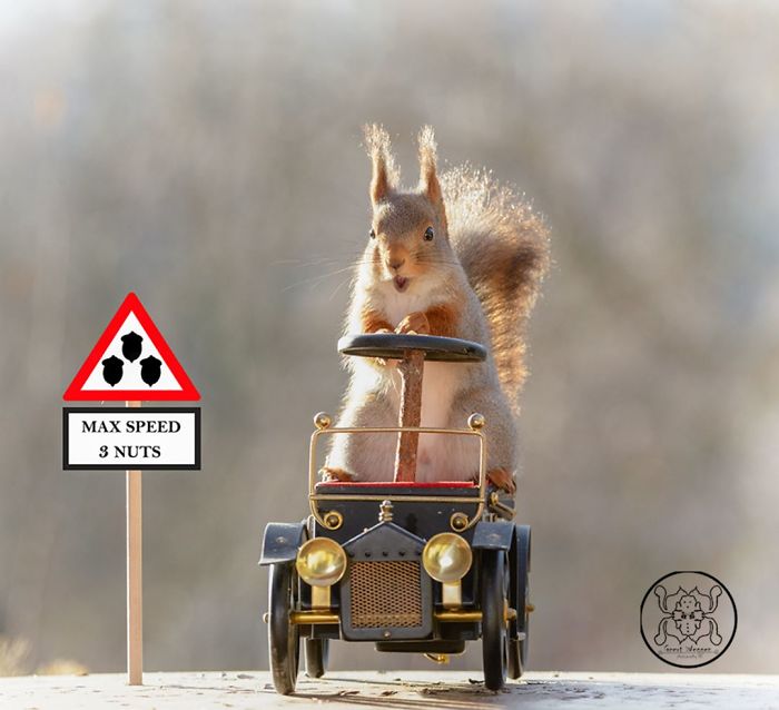 squirrel driving car