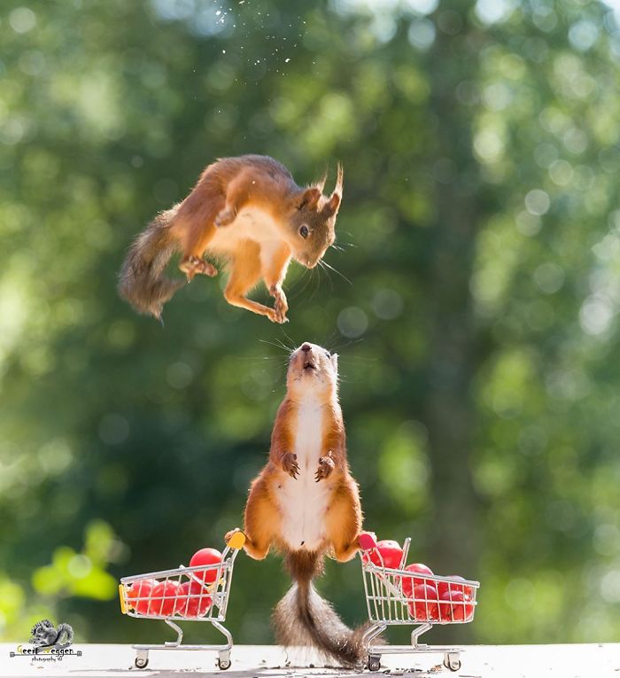 squirrel shopping carts