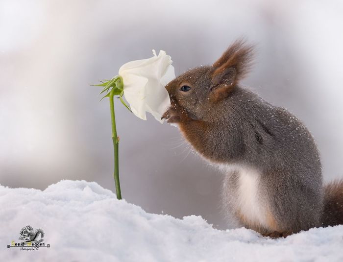 squirrel smelling flower
