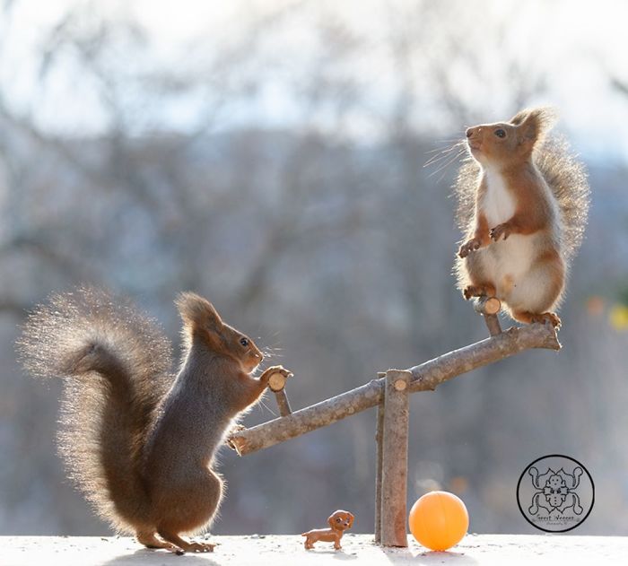 squirrels playing