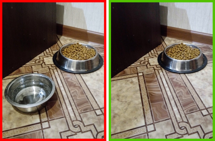 Common Cat Owner Mistakes