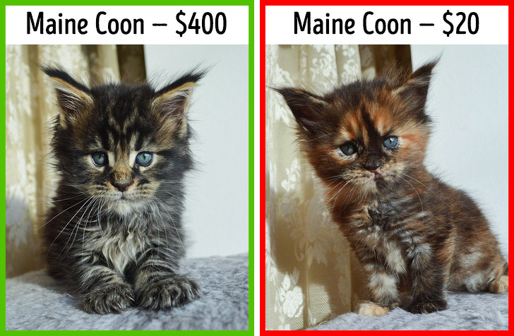 Common Cat Owner Mistakes